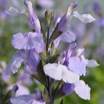 5056771001994 1 Salvia So Cool Pale Blue.jpg